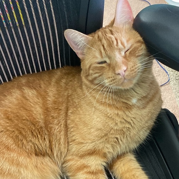 Meet your Posher, Amy - Picture 1 of 1